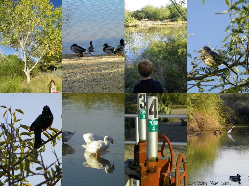 Gilbert Riparian Preserve