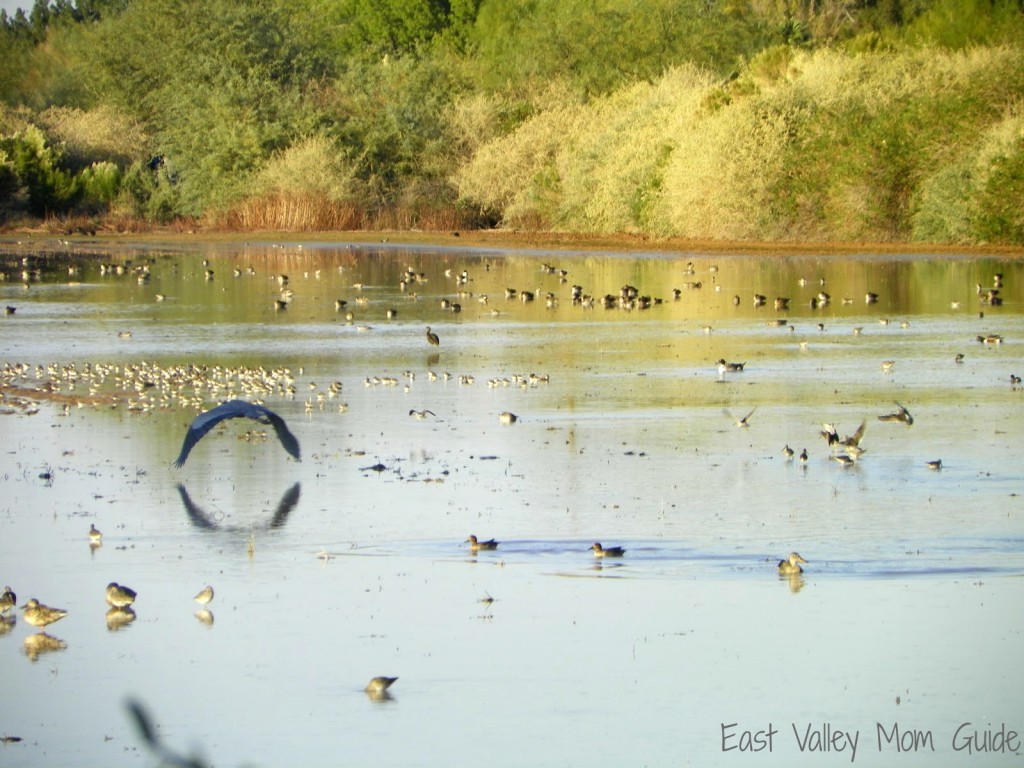 Hiking Trails in the East Valley