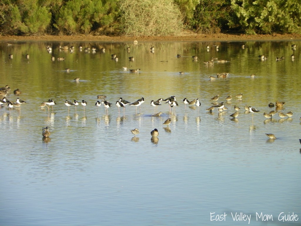 Gilbert Riparian Preserve