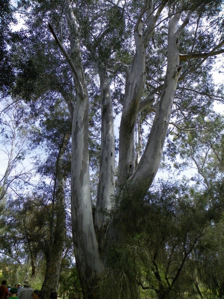 Eucalyptus